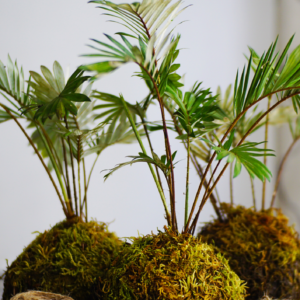Curso de arte floral xaponés: Ikebana e Kokedama  presencial en Vigo