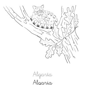 00_pinta_colorea5 algaria