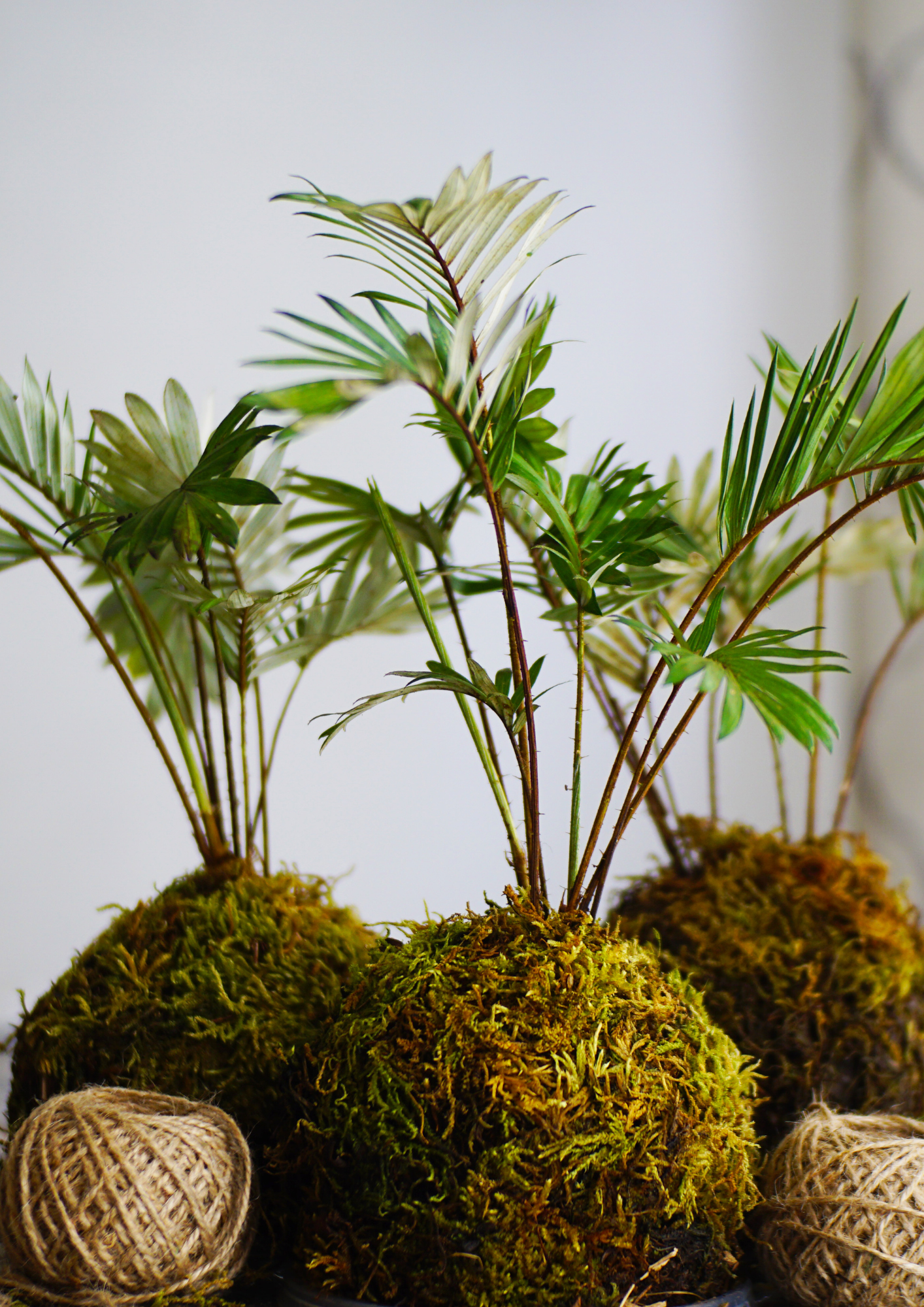 Curso de arte floral xaponés: Ikebana e Kokedama presencial en Vigo